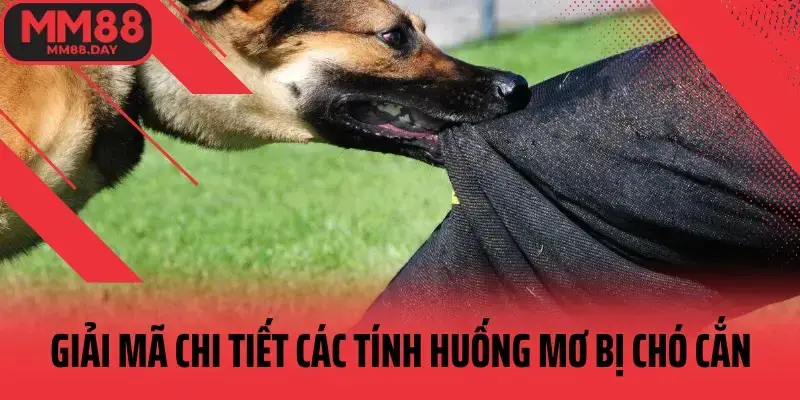 Giải mã chi tiết các tình huống mơ bị chó cắn